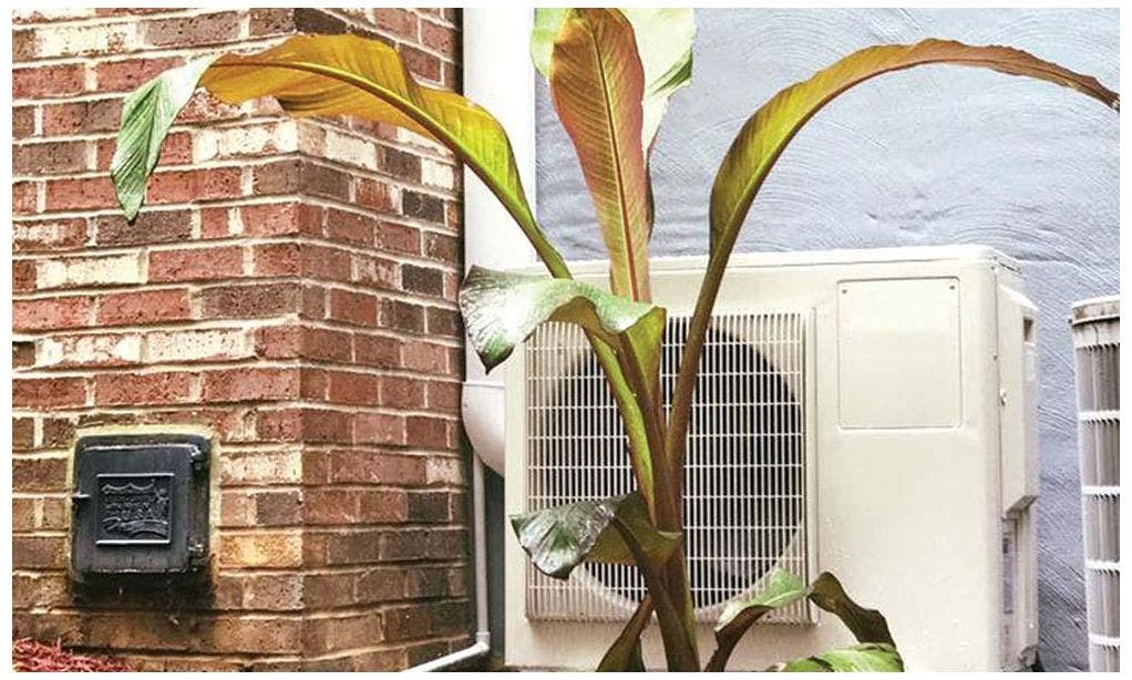 Cover Your AC Lines and Condenser